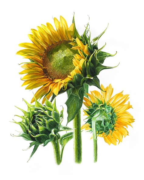 Sunflowers watercolor 40x50cm/Sold. Private collection. on Behance ...