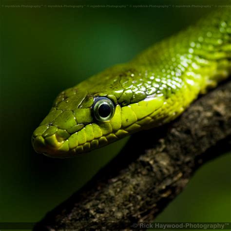 Eastern green mamba 1199f by Haywood-Photography on DeviantArt