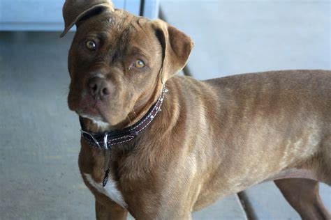 blue/red nose/brindle pitbull | PIT BULLS | Pinterest | Red nose, Boxer mix and Blue nose pitbull