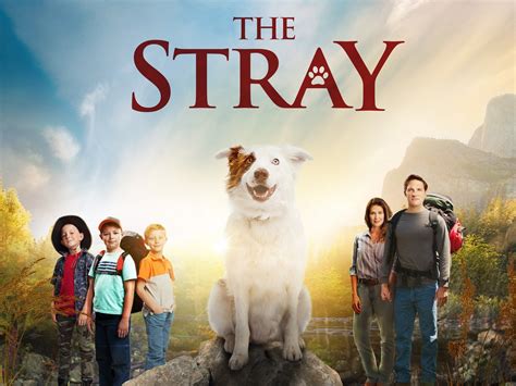 The Stray: Trailer 1 - Trailers & Videos - Rotten Tomatoes