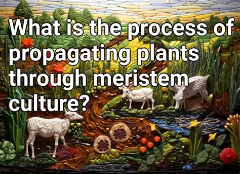 What is the process of propagating plants through meristem culture? – Agriculture.Gov.Capital