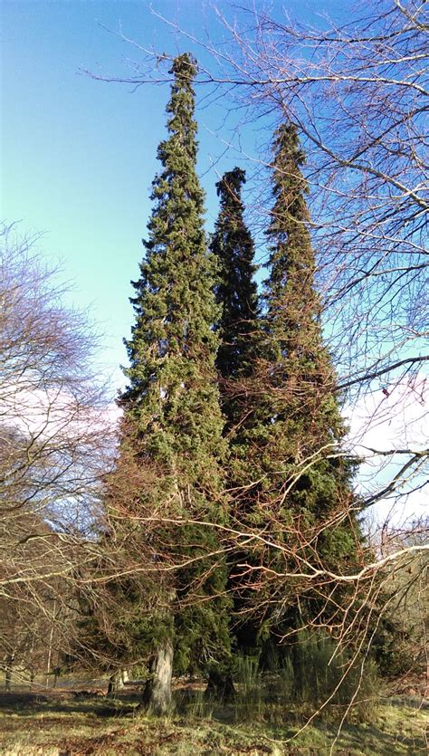 Picea omorika - Trees and Shrubs Online