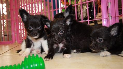 Chion Puppies For Sale, Georgia Local Breeders, Near Atlanta, Ga at - Puppies For Sale Local ...