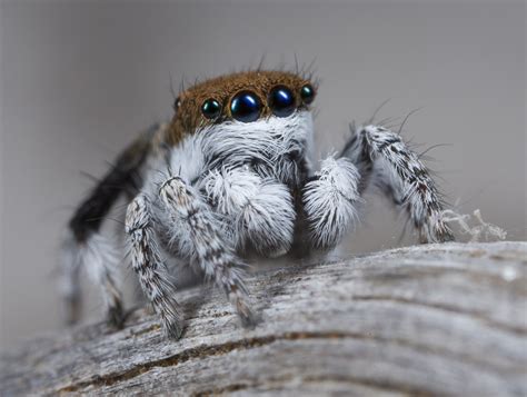 Peacock Spiders Discovered: See Photos of the New Species | Time