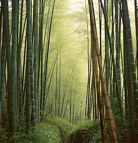 Bamboo Forest Bamboo Forest Mountain Bamboo Forest Background, Wood ...