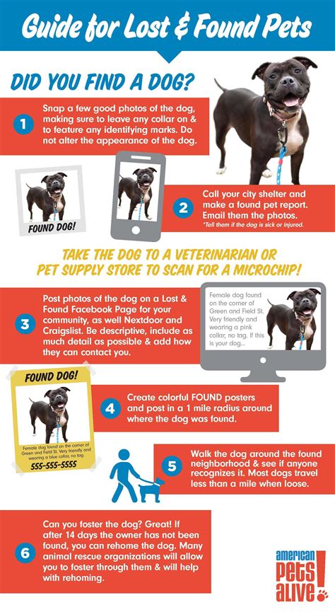 American Pets Alive! | What to Do When You Find a Dog and the Shelter ...