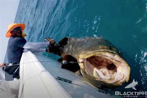 Cowboys Safety Haha Clinton-Dix Caught A Huge Goliath Grouper The Size Of A Gargoyle - BroBible