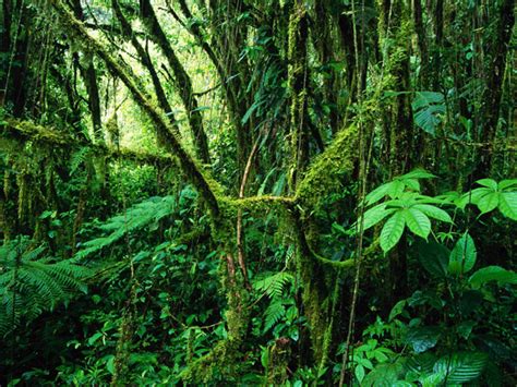 ECOSISTEMAS DE COSTA RICA: BOSQUE TROPICAL LLUVIOSO DE BAJURA