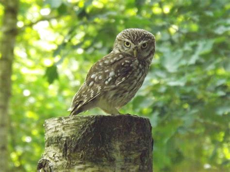 Little owl | Little owl - taken at The Hawk Conservancy, Wey… | Flickr