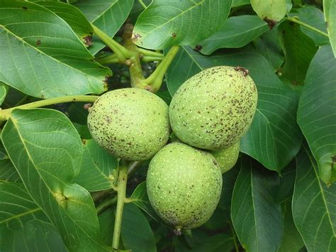 Download free photo of Walnut,tree,fruits,juglans regia,fruit walnut - from needpix.com