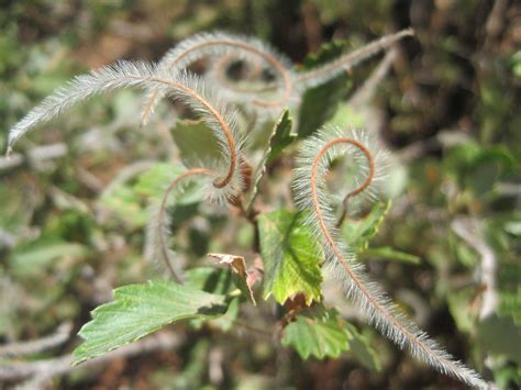 Mountain Mahogany Seeds | Alder-leaf mountain mahogany (Cerc… | Flickr