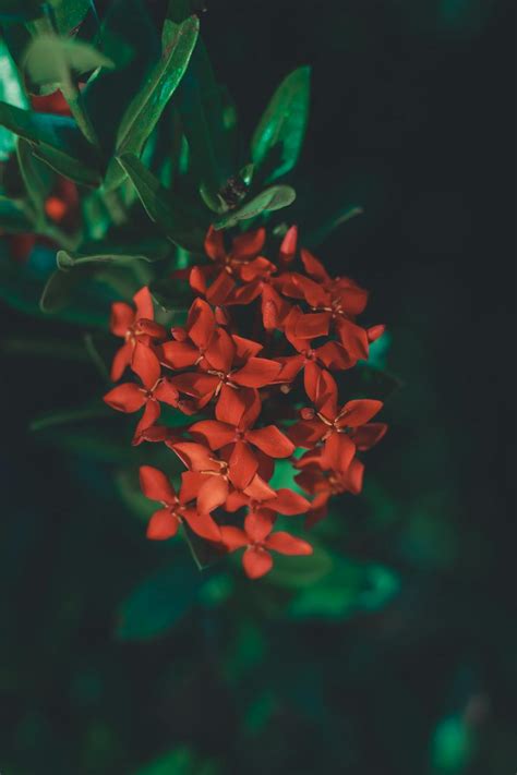 Bright red flowers on green branch · Free Stock Photo