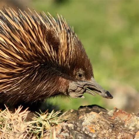 Short-Beaked Echidna - Facts, Diet, Habitat & Pictures on Animalia.bio