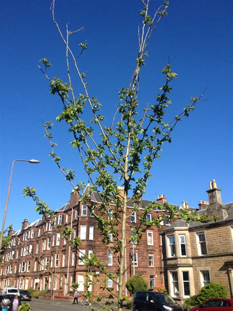 Hawthorn Tree - Pruning Advice — BBC Gardeners' World Magazine