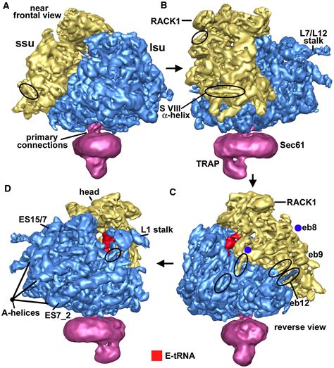 Structure of the Mammalian 80S Ribosome at 8.7 Å Resolution: Structure