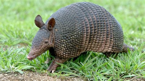 Armadillos: qué son, características, morfología, alimentación, hábitat