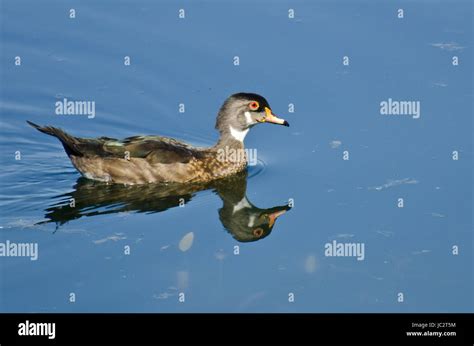 Male Wood Duck in Eclipse Plumage Stock Photo - Alamy