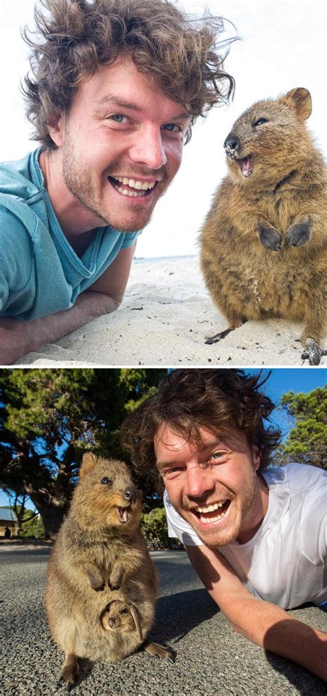 30 Quokka Pics That Are Almost Too Cute To Handle | Bored Panda