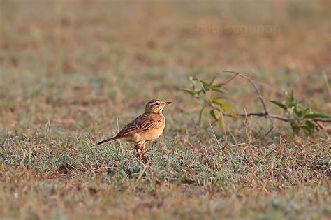 Cranium Bolts: Birds at Hesaraghatta lake