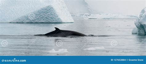 Antarctic Minke Whale Surfacing between Weathered Icebergs, Antarctic ...