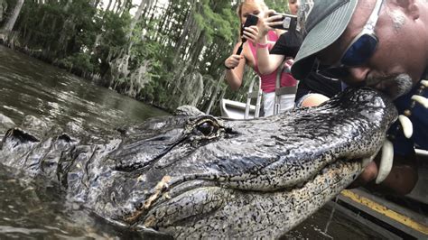 New-Orleans-Swamp-Tour-Private-Gator-Attractions | Swamp Tour New ...