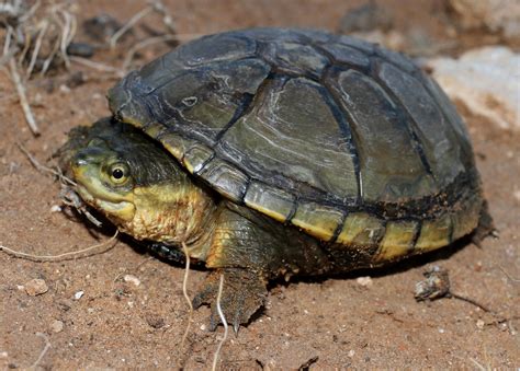 Yellow-Mud-Turtle-Kinosternon-flavescens-Texas-J.D.-Willson | PARC