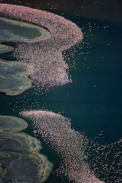 The flamingos of Lake Nakuru (26 pics) | Amazing Creatures