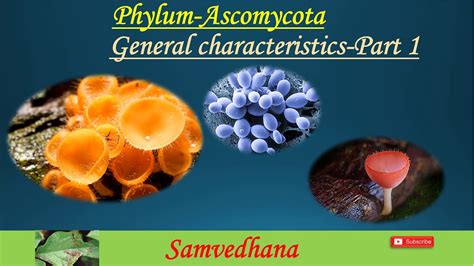 Phylum-Ascomycota (General characteristics) - YouTube