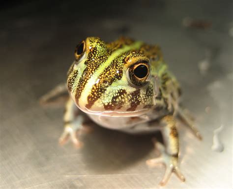 Pixie Frog | Emily | Flickr