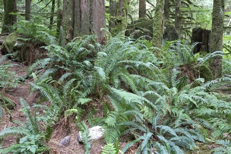 Free stock photos - Rgbstock - Free stock images | Fern forest | micromoth | November - 04 ...