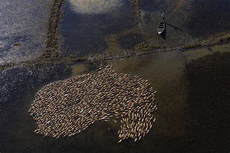 Ducks Land Photograph by Azim Khan Ronnie - Pixels