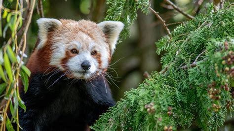 Red Panda - Flamingo Land Resort