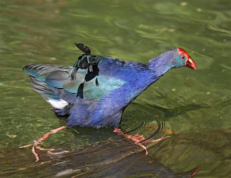 Pictures and information on Purple Swamphen