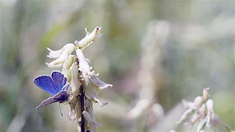 Saving the Palos Verdes blue butterfly was her metamorphosis - Los ...