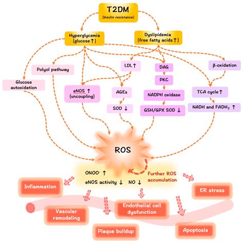 Oxygen | Free Full-Text | Roles of Reactive Oxygen Species in Vascular Complications of Diabetes ...