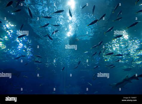 Whale shark and fish in Okinawa Churaumi Aquarium Stock Photo - Alamy