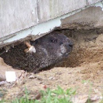 Getting Rid of Groundhogs Under Buildings | Successful Farming