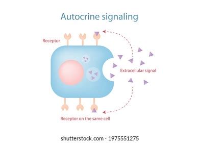 Education Chart Autocrine Signaling Mechanism Involve Stock ...