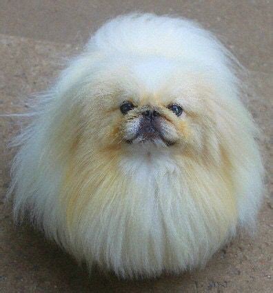 Cream & White Parti Color Pekingese! | Pekingese dogs, Pekingese puppies, Dogs