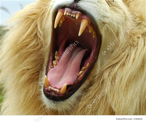 lion teeth - Google Search | White lion, Lion, Lion images