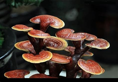 Ganoderma lucidum – Sundoc