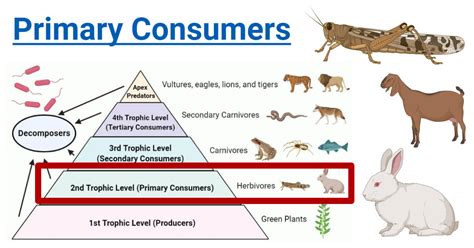 Primary Consumers: Definition, Food Chain, Examples, Roles