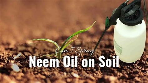 Can I Spray Neem Oil On The Soil? Here Is How To Do It