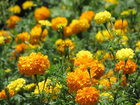 Dr. Dan's Garden Tips: Our Favorite Spring Annuals