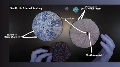 SOLVED:Pore arches Sea Urchin External Anatomy (Holes for tube feet ...