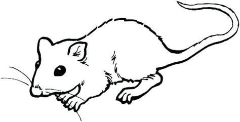 Collection of Gerbil clipart | Free download best Gerbil clipart on ...