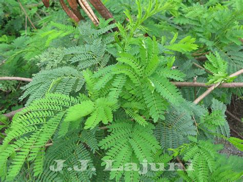 Ingim's page discussing the planet and its content: Leucaena ...