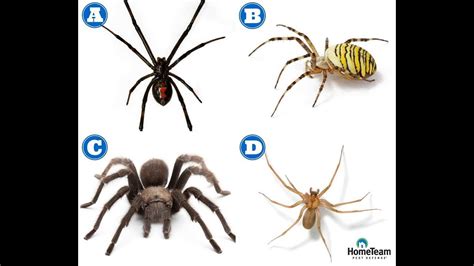 Are Large Black Spiders Poisonous? Trust The Answer - Chambazone.com