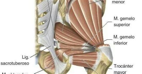 Hemipelvis posterior | Anatomy | Pinterest