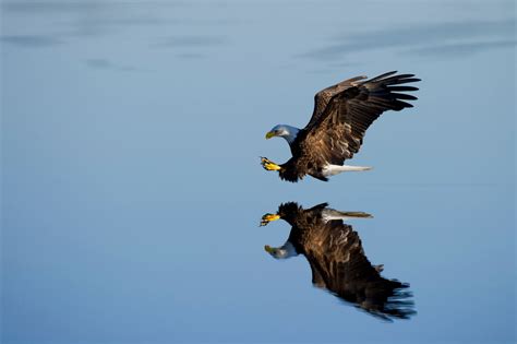 © Bald Eagle Flying Over Water Ray Hennessy Woodbine, U.S ...